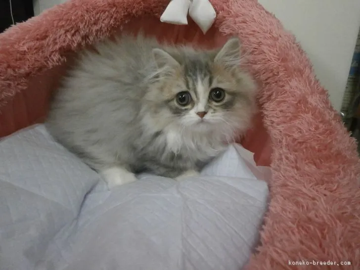 ID:1611-00434の子猫