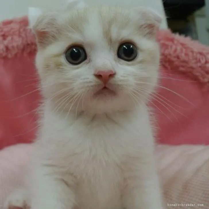 おかず 様のお迎えした子猫