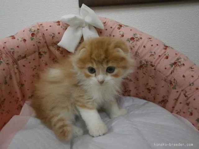 ID:1510-00342の子猫
