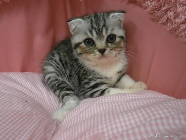 ID：1708-00681の子猫