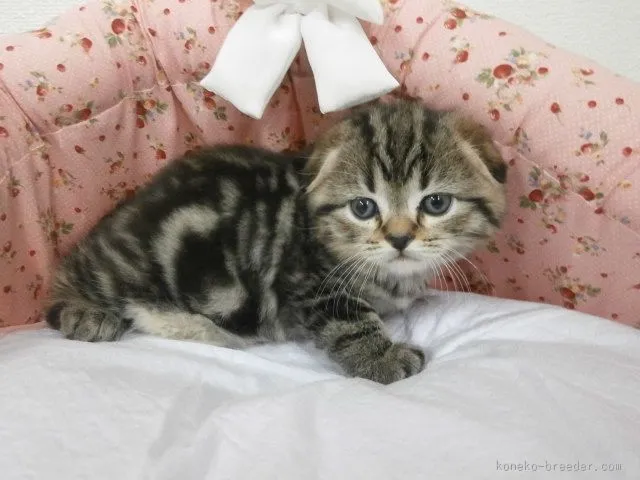 ID:1511-00381の子猫
