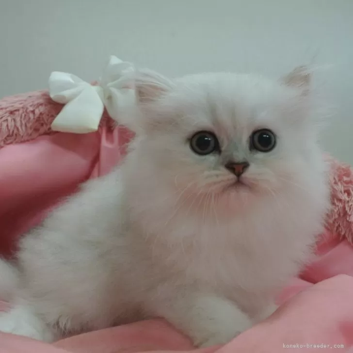 ID:2409-03037の子猫