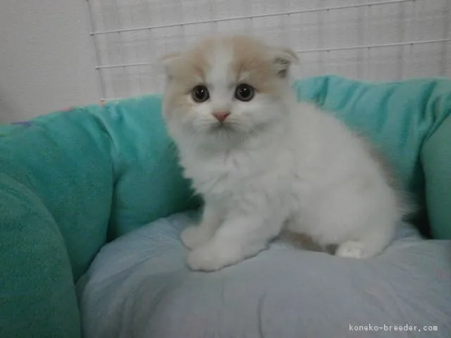 ID：1606-00711の子猫