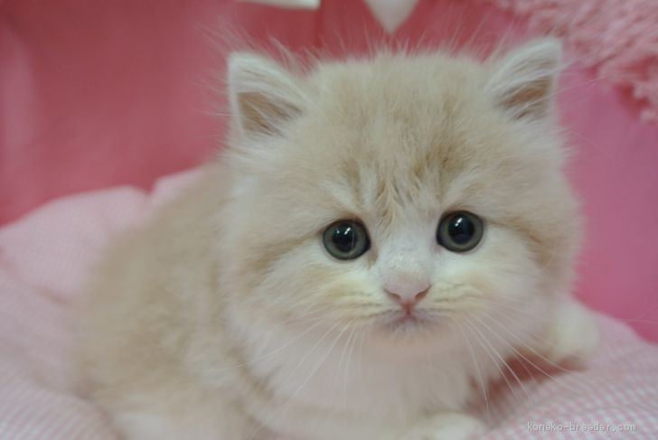 スコティッシュフォールド 立ち耳 男の子 クリーム ホワイト 05 12生まれ 東京都 子猫id 06 人気のクリーム系 物凄く可愛い男の子 みんなの子猫ブリーダー
