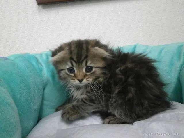 ID:1606-00077の子猫