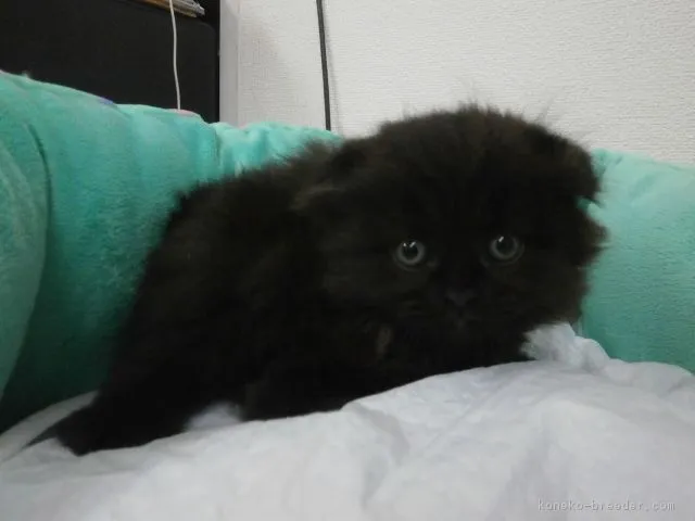 ID：1605-00657の子猫