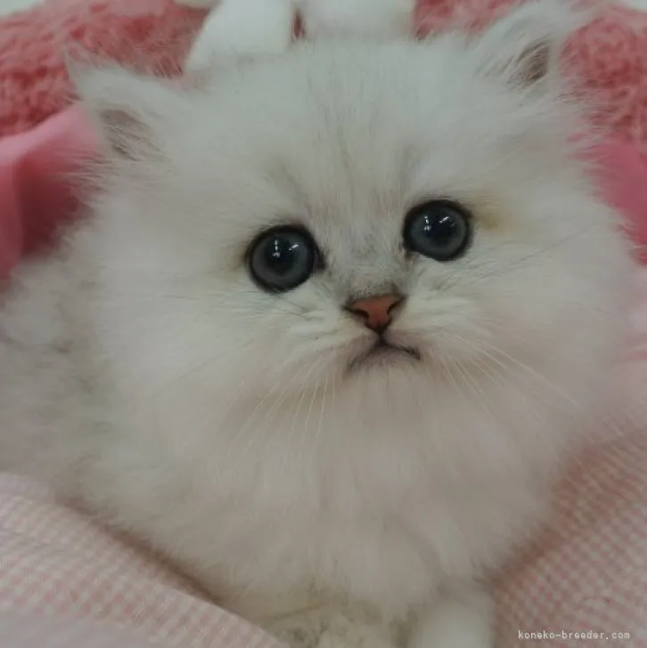 ID：2303-03102の子猫