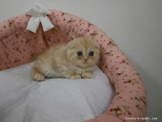 ID：1510-00614の子猫