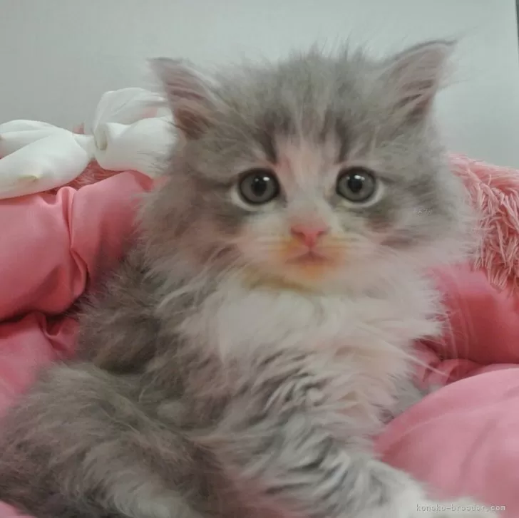 ID:2401-00316の子猫