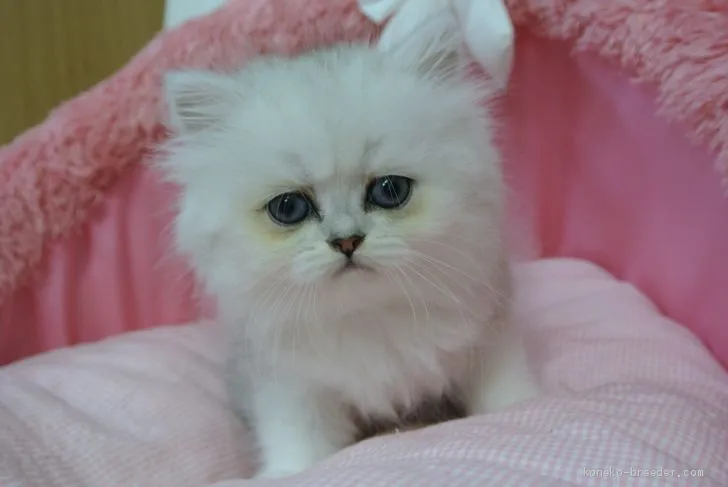 ID：2005-02316の子猫