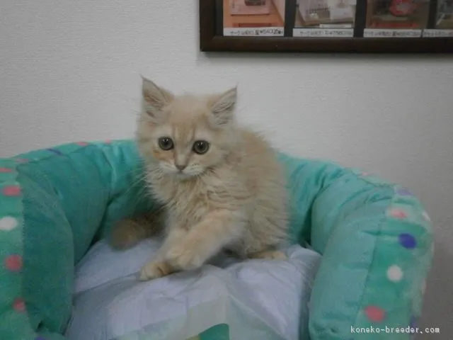 ID：1605-00695の子猫