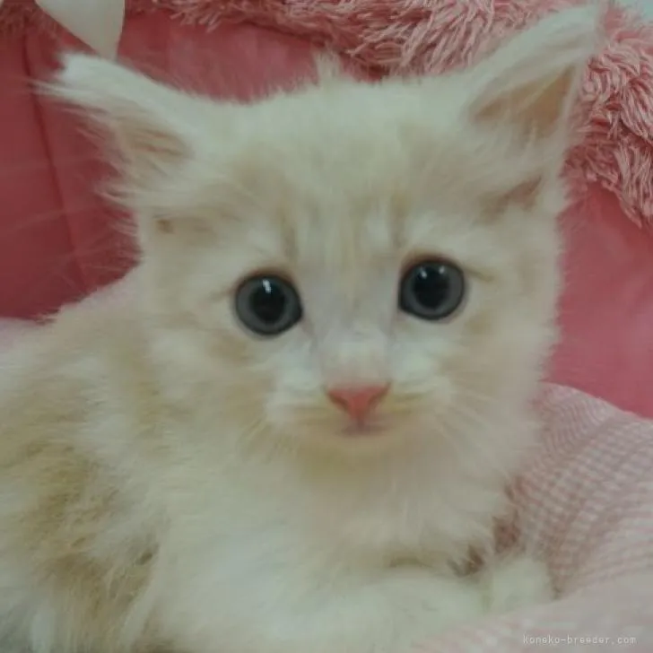 ID:2209-00393の子猫