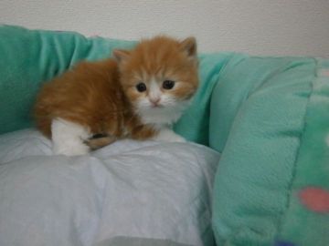 スコティッシュフォールド【東京都・男の子・2016年2月29日・レッドタビー&ホワイト（長毛）】の写真「」