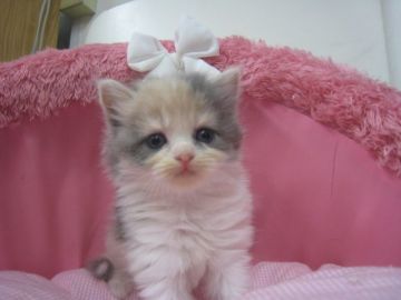 スコティッシュフォールド(立ち耳)【東京都・女の子・2018年8月27日・ダイリュートキャリコ（長毛）】の写真「綺麗なお色の可愛い女の子です」