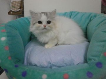 スコティッシュフォールド【東京都・女の子・2016年8月7日・シルバーパッチドタビー&ホワイト（長毛）】の写真「」