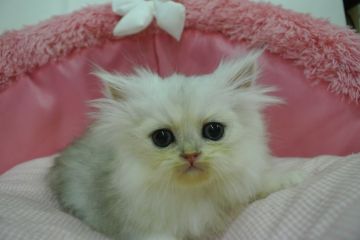 ペルシャ(チンチラ)【東京都・女の子・2021年10月7日・チンチラシルバー（長毛）】の写真「お目めパッチリの可愛い女の子☆」