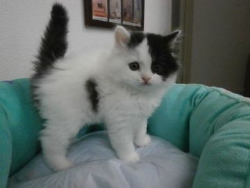 スコティッシュフォールド【東京都・男の子・2016年2月29日・ブラック&ホワイト（長毛）】の写真「」