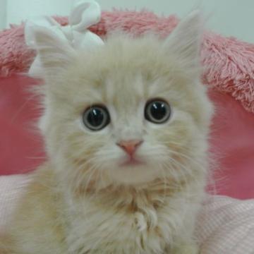 スコティッシュストレート【東京都・男の子・2022年6月10日・クリームタビー（長毛）】の写真「人気のクリーム系☆お目めクリクリの可愛い男の子☆」