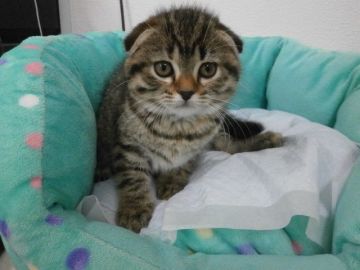 マンチカン【東京都・女の子・2016年3月24日・ブラウンパッチドタビー（短毛）】の写真「超スペシャルプライス！！！」