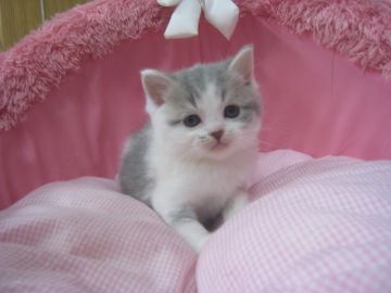 スコティッシュフォールド(立ち耳)【東京都・男の子・2018年10月31日・ブルー&ホワイト（短毛）】の写真「お顔真ん丸の可愛い男の子」