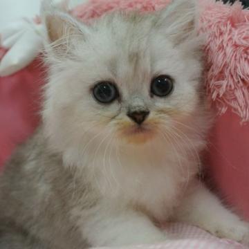 ペルシャ(チンチラ)【東京都・女の子・2022年5月8日・チンチラシルバー（長毛）】の写真「お目めクリクリ可愛い女の子」