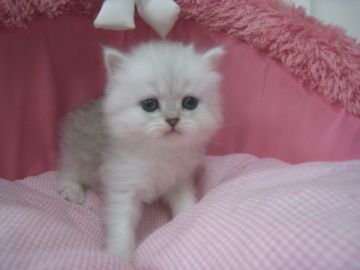 ミヌエット【東京都・男の子・2018年10月1日・シェーテッドシルバー（長毛）】の写真「大人しくて可愛い男の子です」