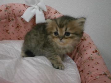 ペルシャ(チンチラ)【東京都・男の子・2015年6月18日・チンチラゴールデン（長毛）】の写真「おっとりな男の子です。」