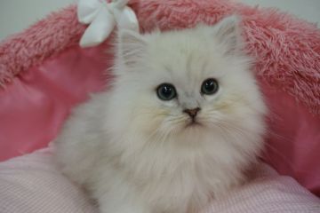 ペルシャ(チンチラ)【東京都・男の子・2021年12月8日・チンチラシルバー（長毛）】の写真「お目めキリリの気品のある男の子」