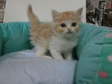 スコティッシュフォールド【東京都・男の子・2016年8月7日・カメオタビー&ホワイト（長毛）】の写真「」