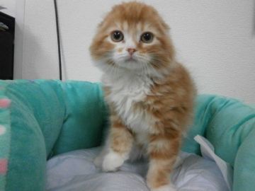 スコティッシュフォールド【東京都・男の子・2016年3月12日・レッドタビー&ホワイト（長毛）】の写真「大感謝セール開催中☆の中でも限定１頭の超大特価！」