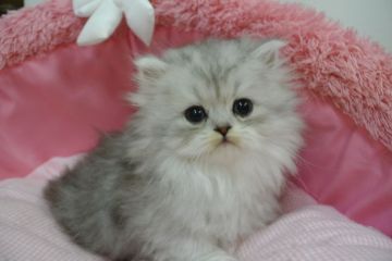 ペルシャ(チンチラ)【東京都・男の子・2021年12月29日・チンチラシルバー（長毛）】の写真「お目めパッチリの可愛い男の子☆❤️」