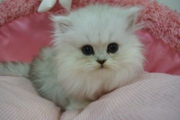 ペルシャ(チンチラ)【東京都・男の子・2021年12月29日・チンチラシルバー（長毛）】の写真「お目めクリクリの可愛い男の子☆」