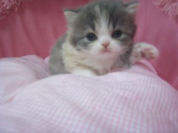 スコティッシュフォールド(立ち耳)【東京都・女の子・2018年9月13日・ダイリュートキャリコ（長毛）】の写真「お目めパッチリの可愛い女の子です。」