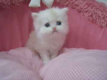 ミヌエット【東京都・男の子・2018年10月1日・レッド&ホワイト（長毛）】の写真「お目めパッチリの可愛い男の子」