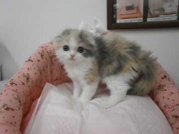 スコティッシュフォールド【東京都・女の子・2015年5月22日・ダイリュートキャリコ（長毛）】の写真「おっとりした女の子です。」