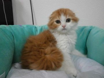 スコティッシュフォールド【東京都・男の子・2016年3月12日・レッドタビー&ホワイト（長毛）】の写真「スーパー大感謝セール開催中☆」