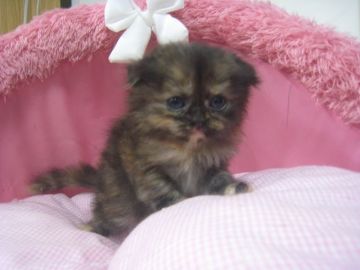 スコティッシュフォールド(折れ耳)【東京都・女の子・2018年8月19日・トーティシェル（長毛）】の写真「珍しいお色の可愛い女の子です。」