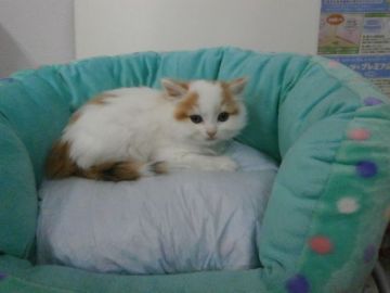 スコティッシュフォールド【東京都・女の子・2016年8月6日・キャリコ（長毛）】の写真「３４周年感謝価格☆」