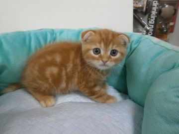 スコティッシュフォールド【東京都・男の子・2016年8月21日・レッドタビー（短毛）】の写真「」