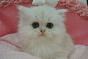 ペルシャ(チンチラ)【東京都・男の子・2022年2月13日・チンチラシルバー（長毛）】の写真「お目めパッチリ可愛い男の子☆」