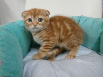 スコティッシュフォールド【東京都・男の子・2016年8月21日・レッドタビー（短毛）】の写真「」