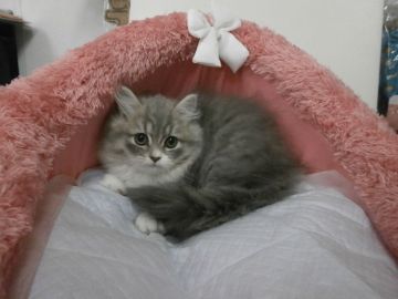 マンチカン【東京都・女の子・2016年9月22日・ブルータビー&ホワイト（長毛）】の写真「長足。ミヌエットでも血統書取れます。」