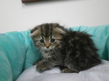 スコティッシュフォールド【東京都・男の子・2016年4月13日・ブラウンタビー（長毛）】の写真「きゃるんとかわいいお顔の男の子☆」