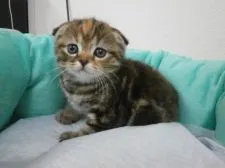 スコティッシュフォールド【東京都・女の子・2016年4月15日・ブラウンパッチドタビー】の写真1