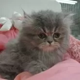 エキゾチックロングヘア【東京都・男の子・2024年8月9日・ブルータビー&ホワイト】の写真1