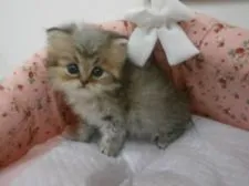 ペルシャ(チンチラ)【東京都・男の子・2015年11月6日・チンチラゴールデン】の写真1