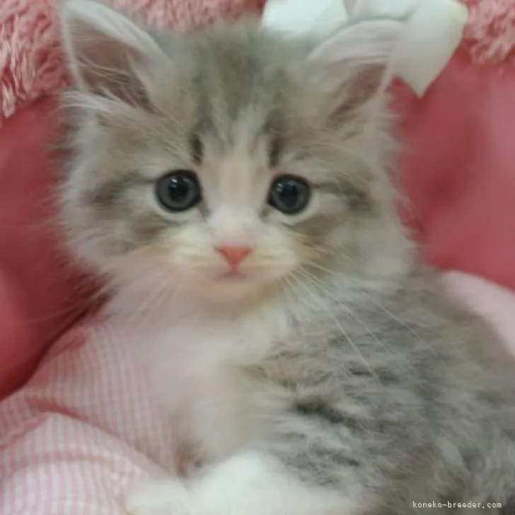 ID:2211-01105の子猫