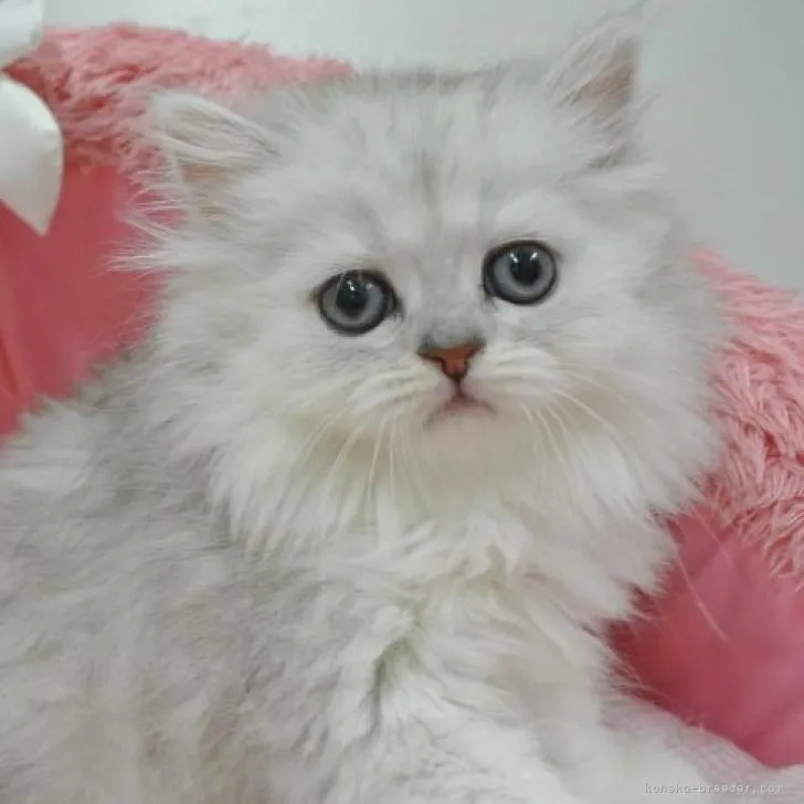 ID:2206-01922の子猫
