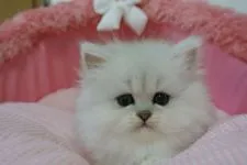 ペルシャ(チンチラ)【東京都・男の子・2020年2月20日・チンチラシルバー】の写真2