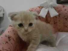 スコティッシュフォールド【東京都・女の子・2015年7月18日・クリームタビー】の写真2